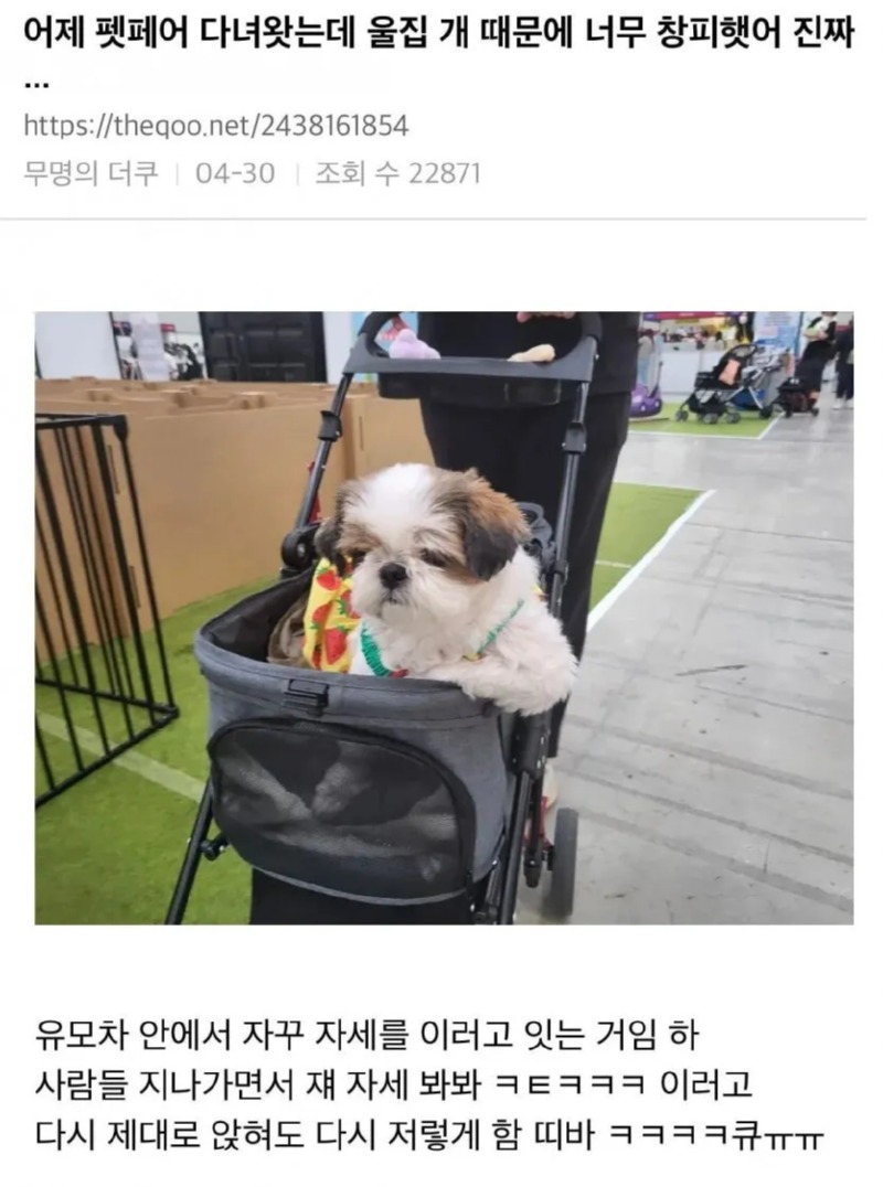 펫페어가서 기빨린 댕대이 