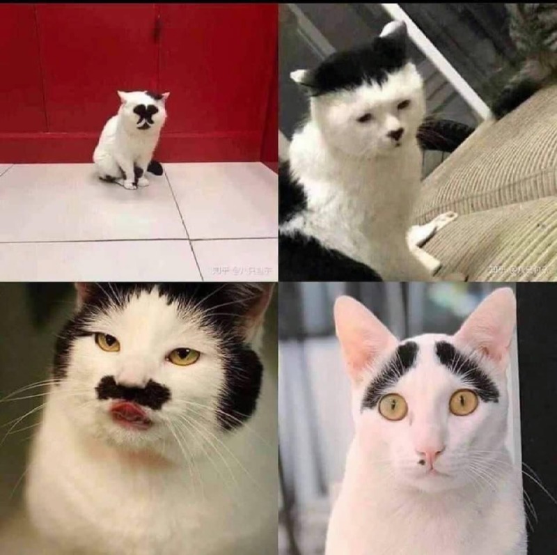독특한 무늬 고양이 대회 