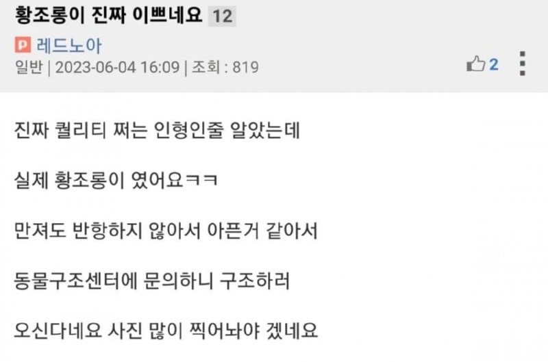 황조롱이 외모 클라쓰