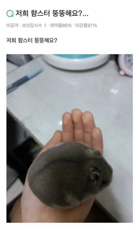 저희 햠스터 뚱뚱해요? 