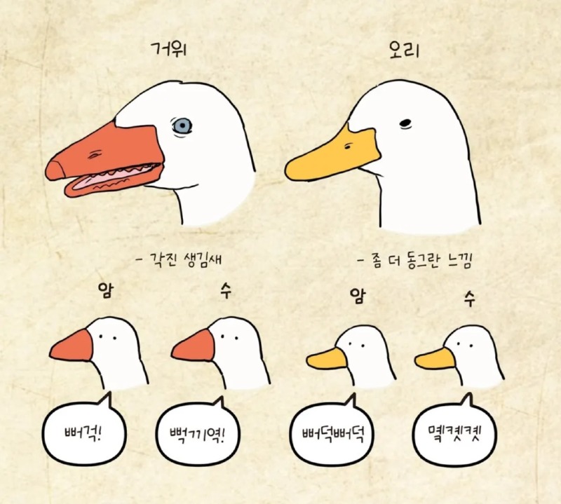 거위와 오리를 구분하는 방법 