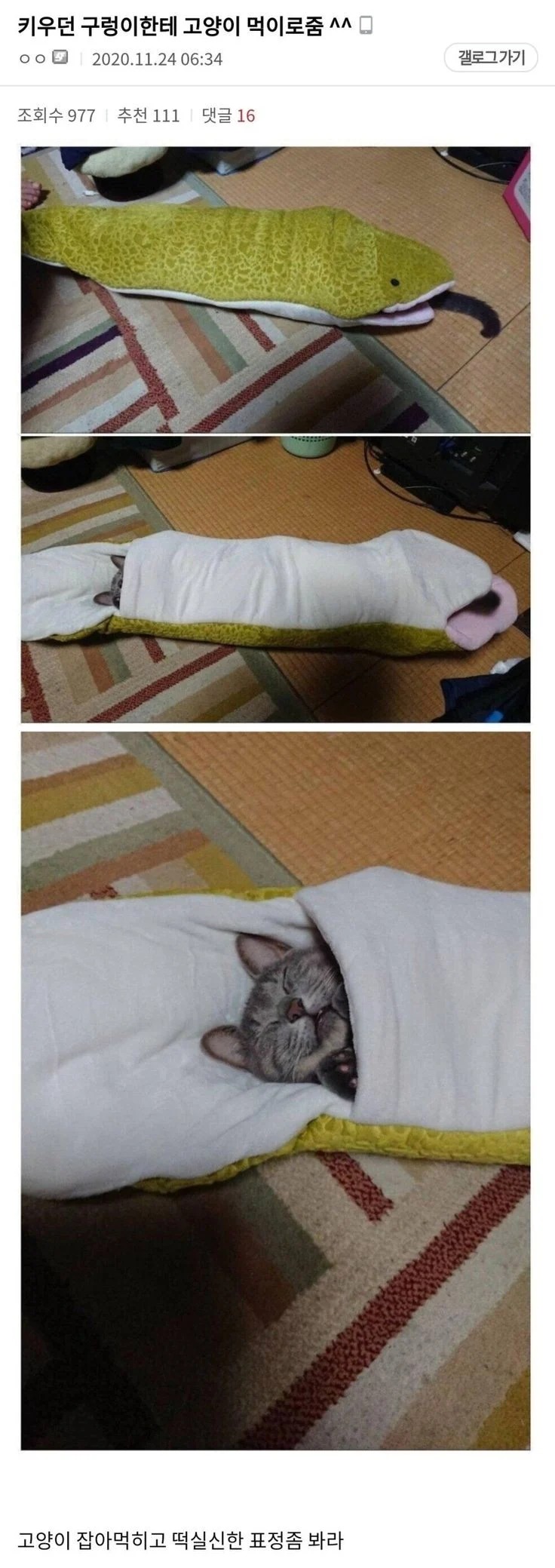 구렁이한테 잡아먹히는 고양이