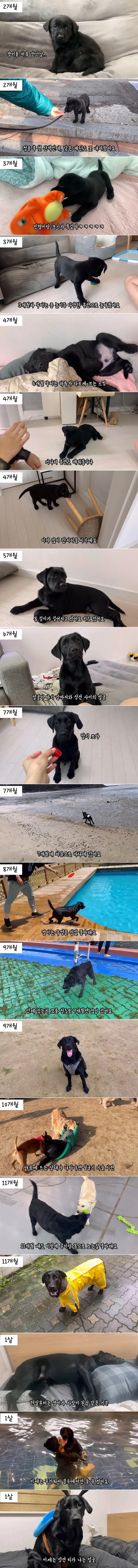 대형견 1년 성장 속도!!