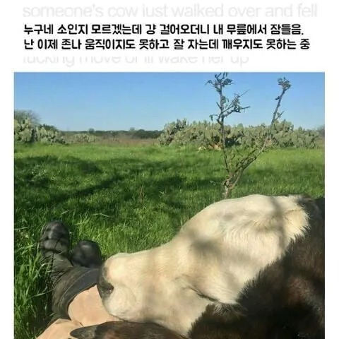좋은 베게를 발견한 소