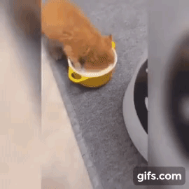 혓바닥 사용이 익숙치 않은 아기냥이 