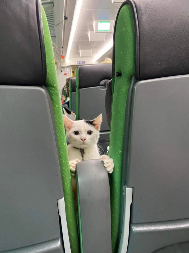 뒷자리 아저씨가 궁금한 고양이 