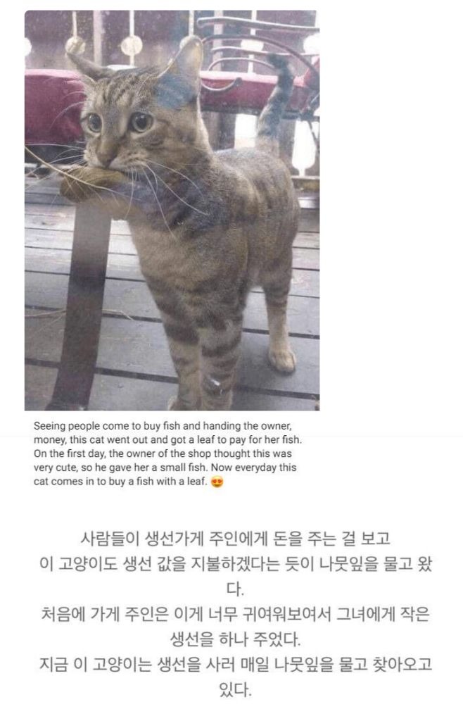 인간의 거래를 이해한 고양이 