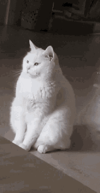 고양이 기지개~ 