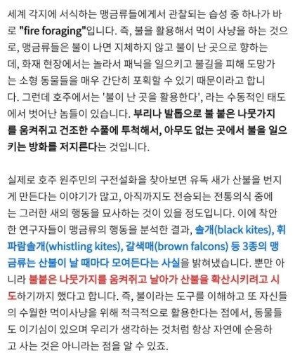 불을 이용하는 동물 