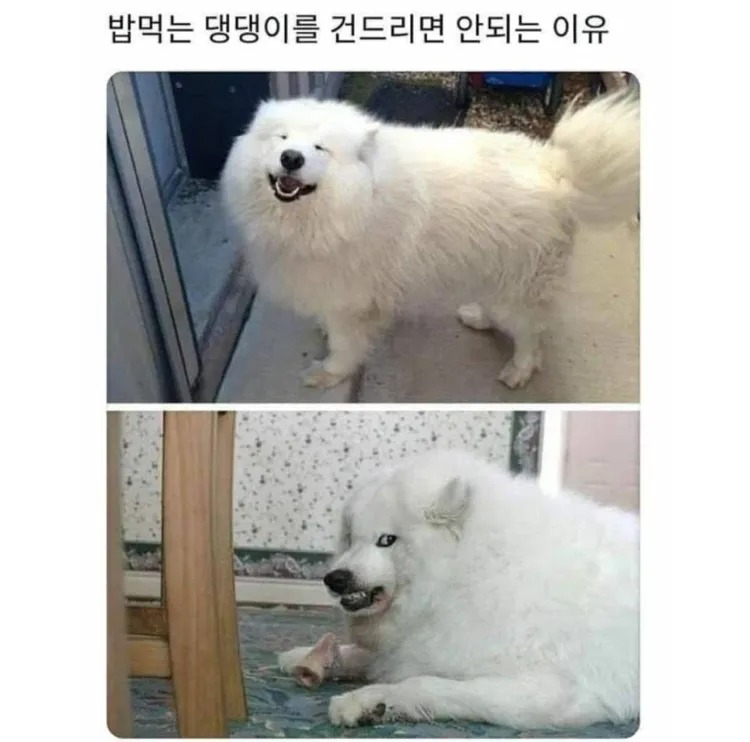밥 먹는 댕댕이를 건들면 안되는 이유