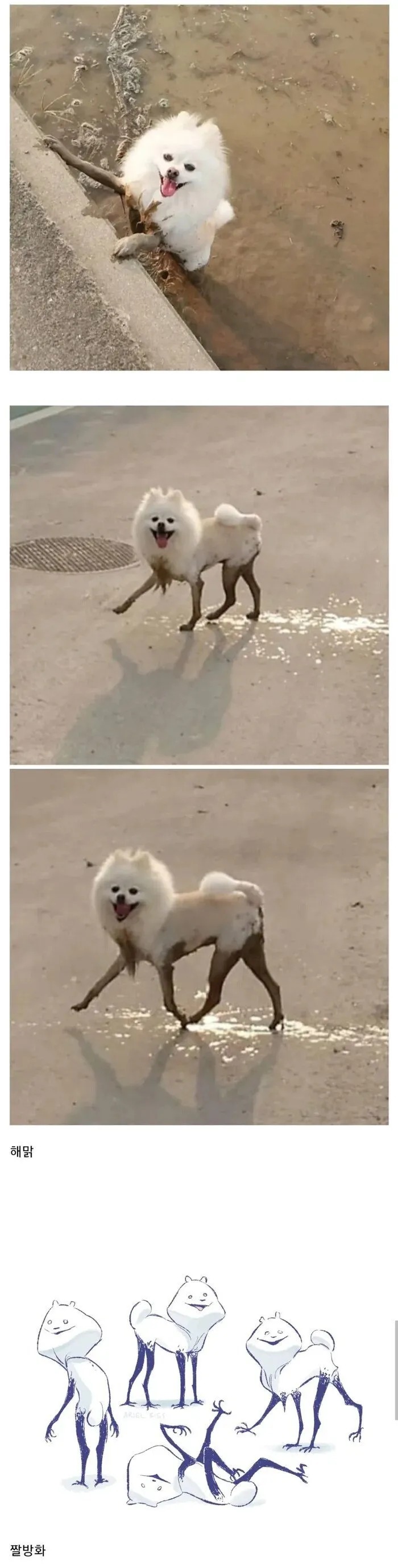 논에 빠진 포메 