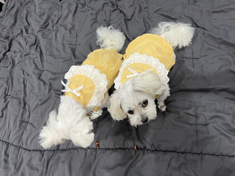 쇼핑끝난 콩쫑이 