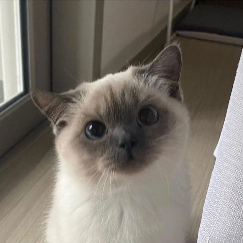 나를 감시하는 친구네 집 고양이 