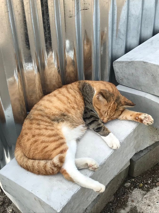 윈터솔저 고양이