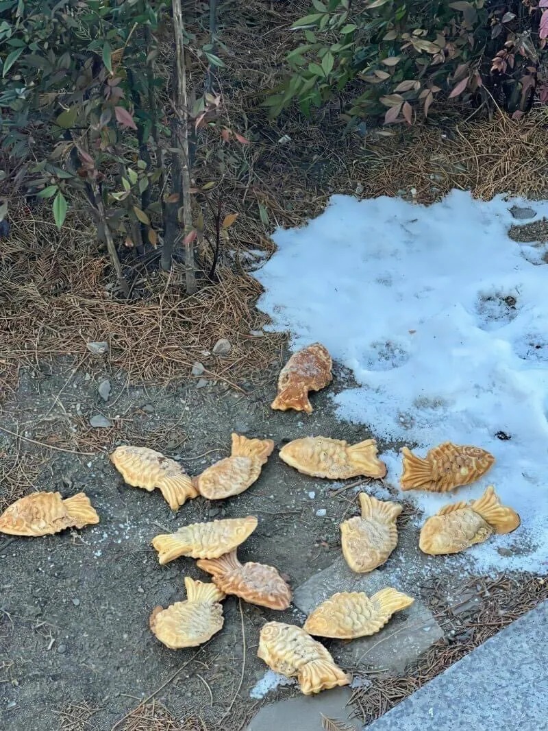 때이른 추위로 인한 물고기 집단폐사ㅠㅠ