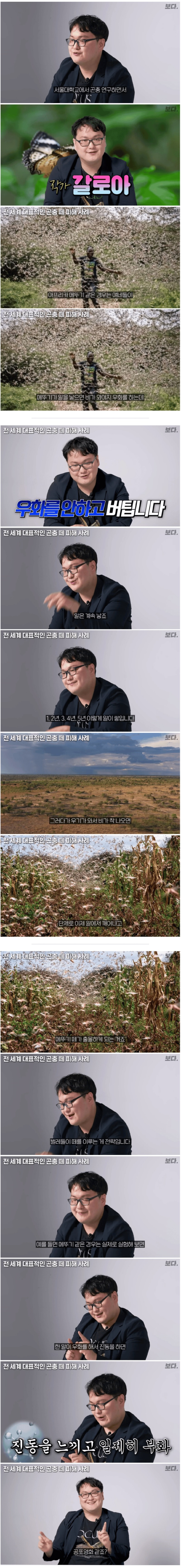 메뚜기 떼가 출몰하는 이유 