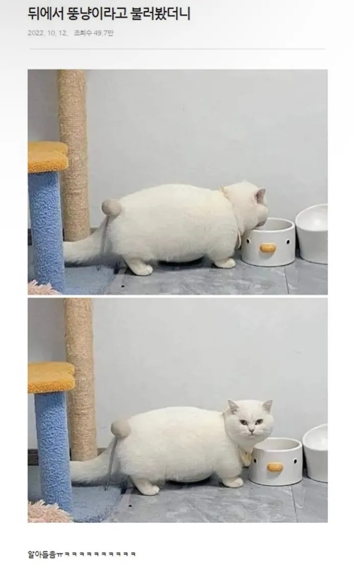 뚱냥아! 