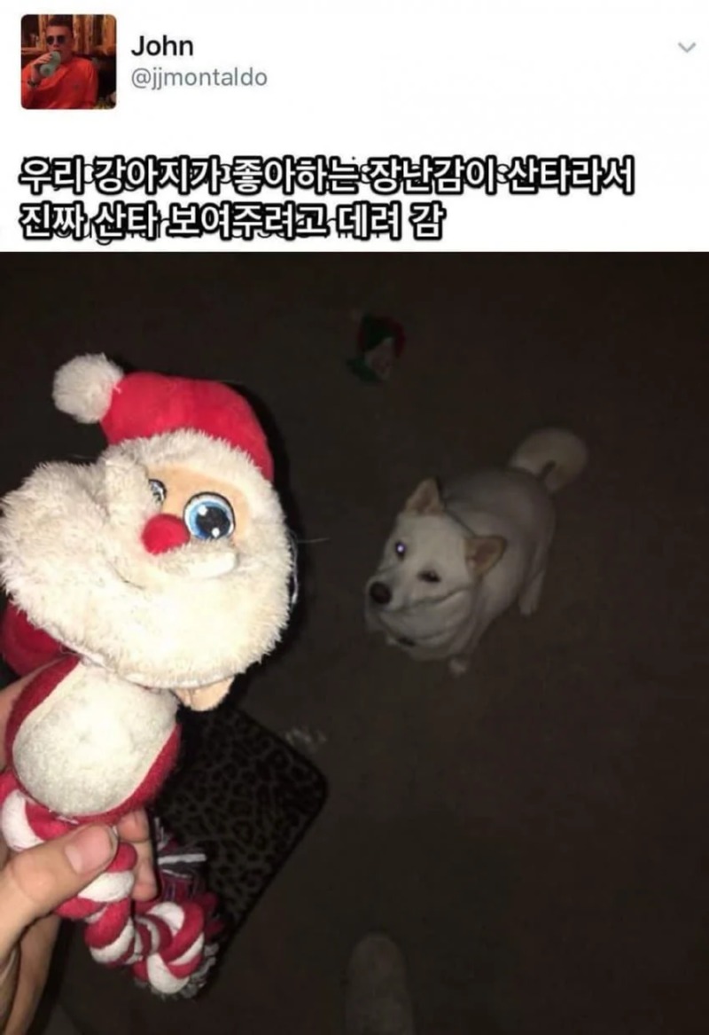 산타를 좋아하던 나의 댕댕이 