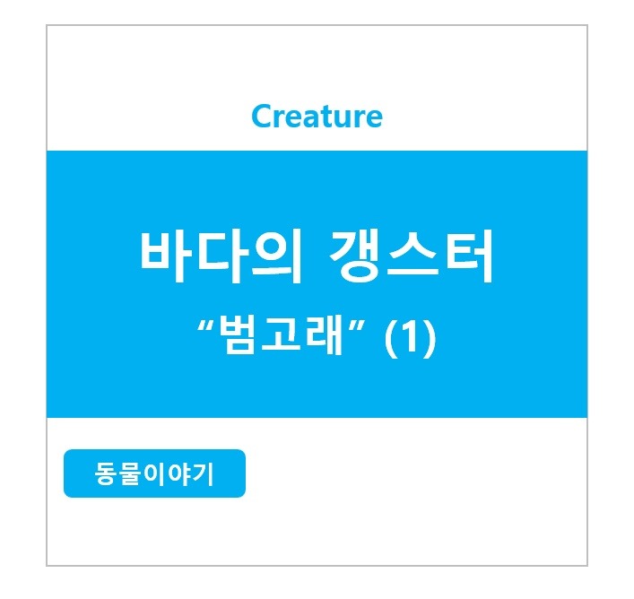 바다의 갱스터 - 범고래 (1)
