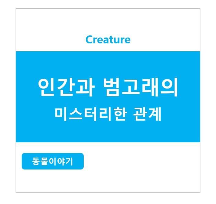 인간과 범고래의 미스터리한 관계