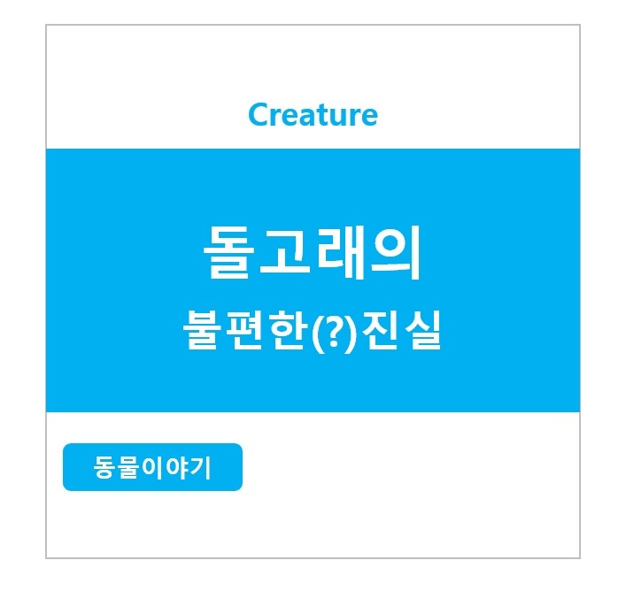 돌고래의 불편한(?)진실
