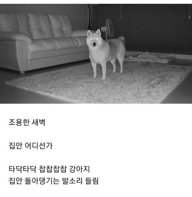 강아지를 키우는 집의 새벽 