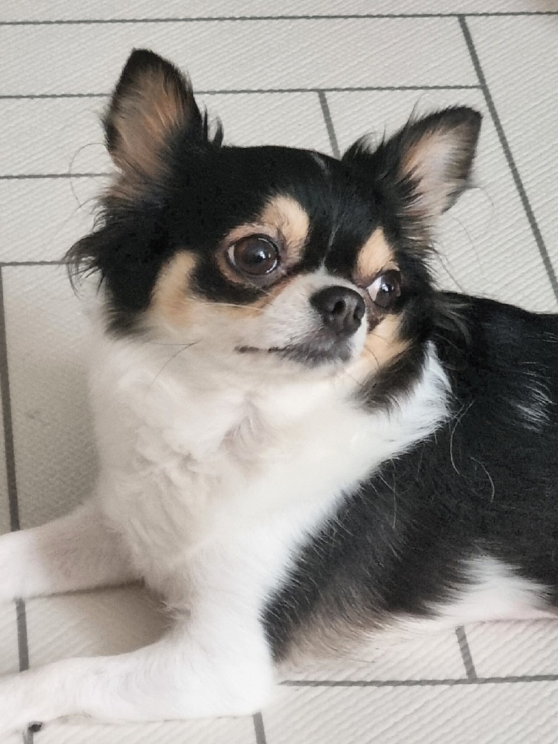 잠만보 강아지 허니에요