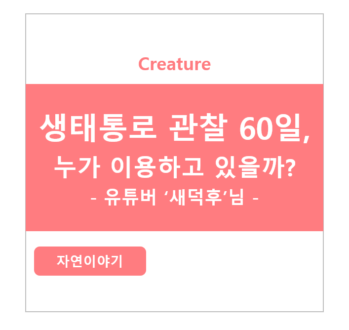 생태통로 60일 관찰, 정말로 야생동물들이 지나갈까? - 유튜버 새덕후님