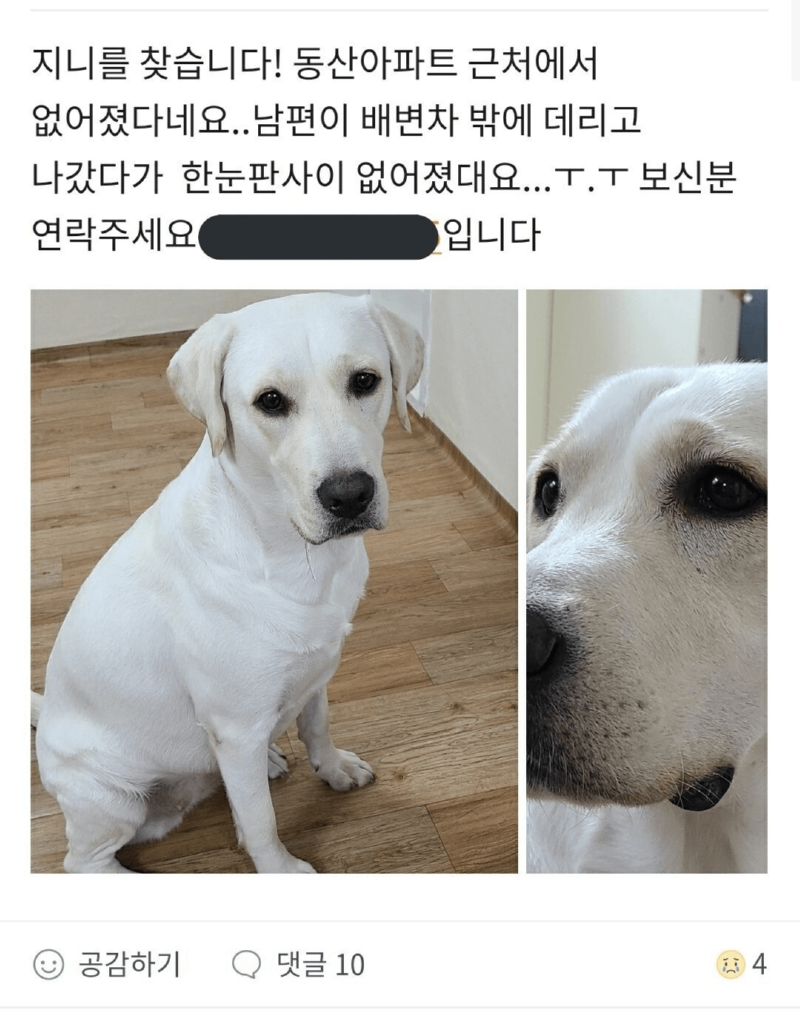 집 나간 강아지의 행선지