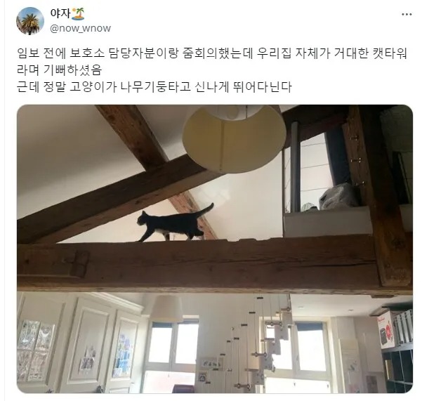 고양이 최적화 집