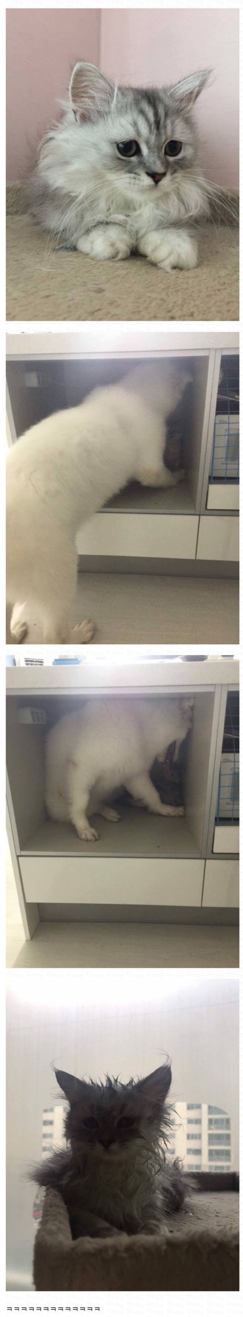 저희 강아지가 고양이를 너무 핥아요 ㅠ 