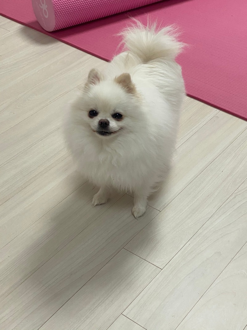 포메