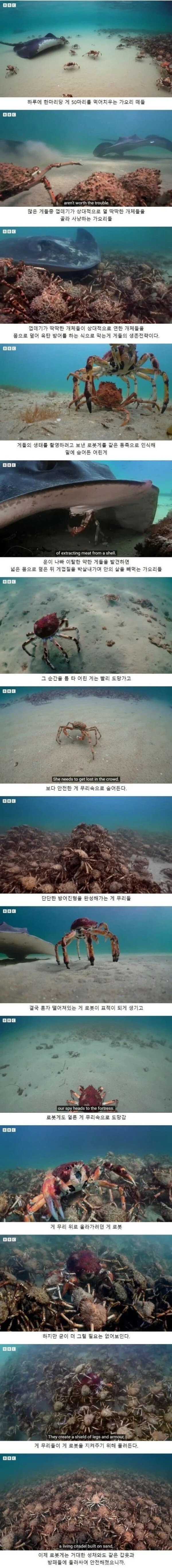 가오리한테서 살아 남으려는 게