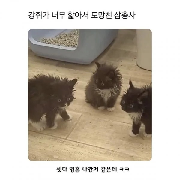 강아지가 너무 핥아서 도망쳤다 질문못받는다