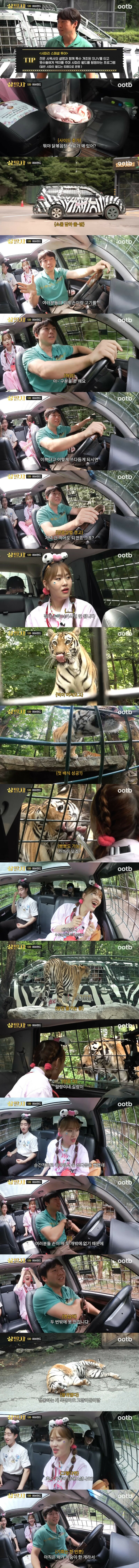 호랑이는 살면서 딱 두번 만질 수 있어요