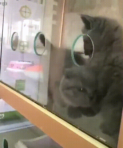고양이 액체설 