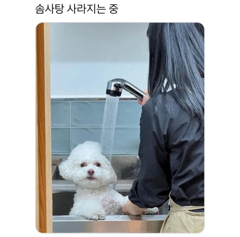 솜사탕 사라지는중 