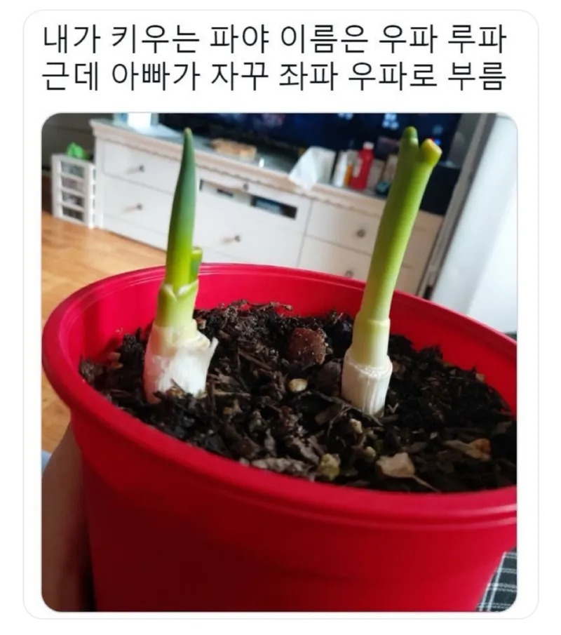 내가 파를 키우는데 아빠가 자꾸
