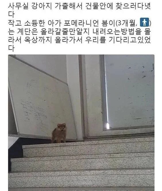 강아지의 가출 
