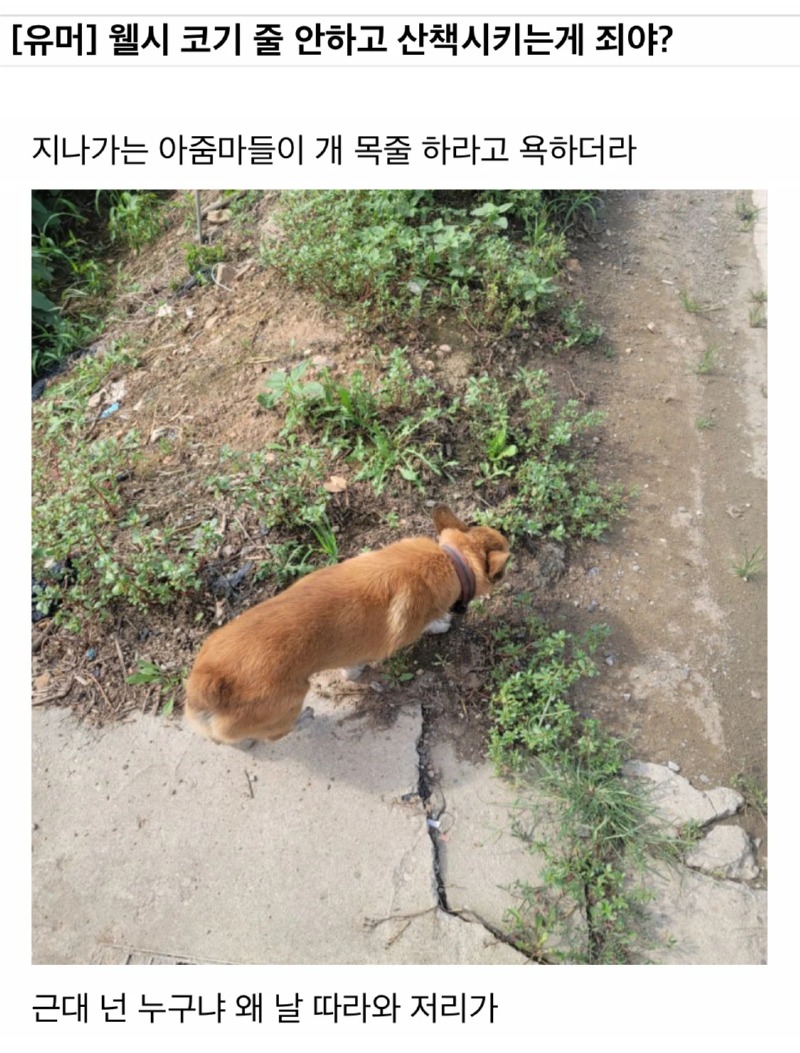 웰시코기 목 줄 안하는게 죄냐?? 