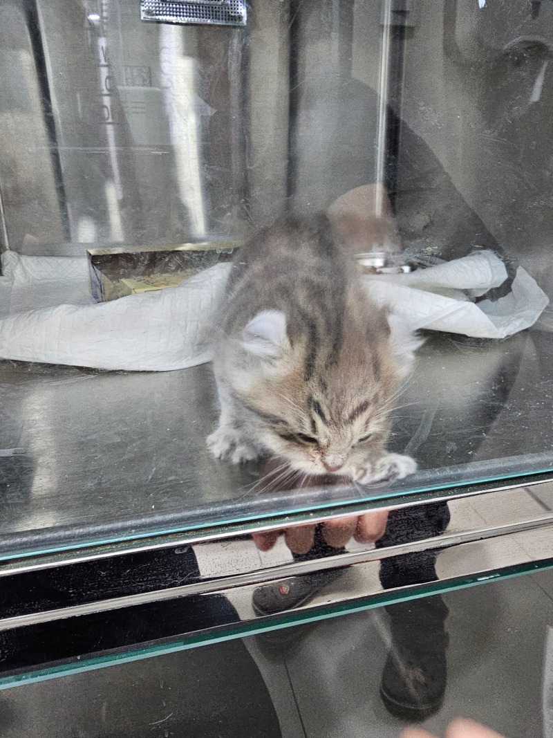 새끼냥이