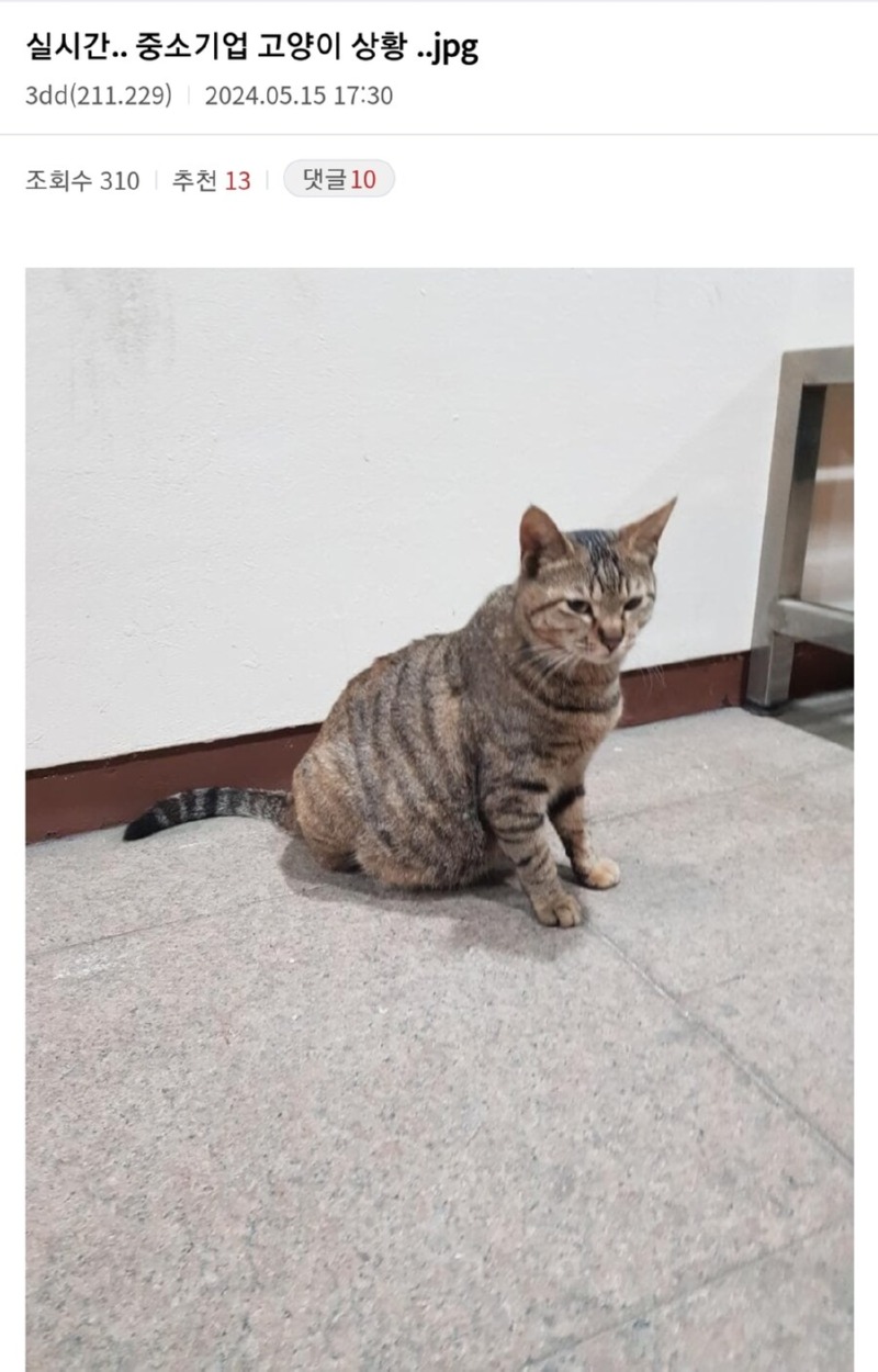 중소기업 고양이의 능력