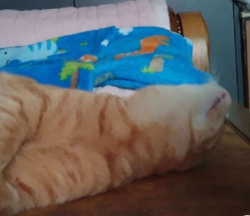너무 기여웡