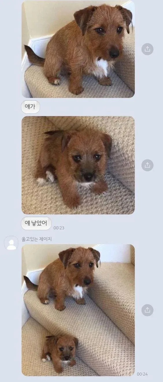 강아지 복제 성공