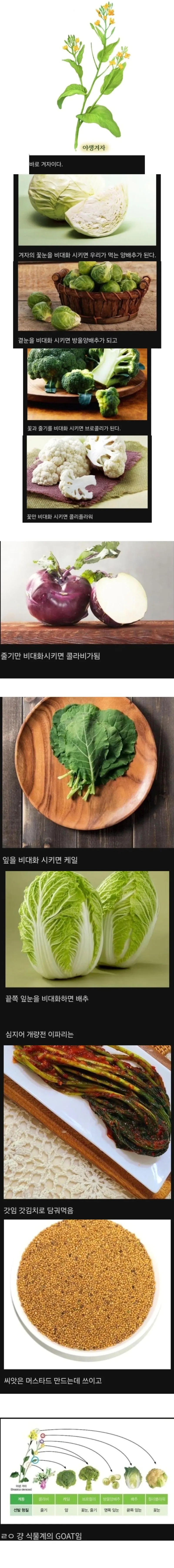 인간이 계량해서 잭팟터진 식물