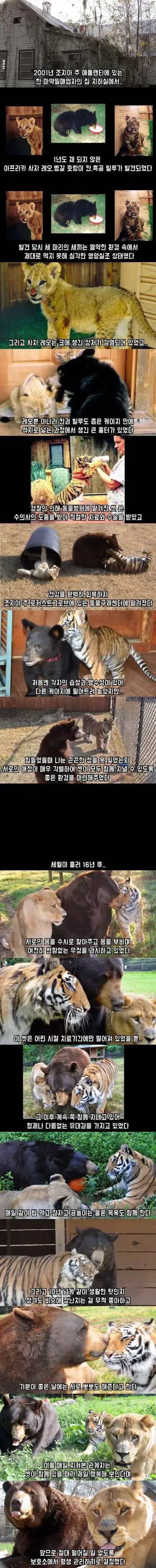 호랑이,곰,사자가 같이 지낸 결과