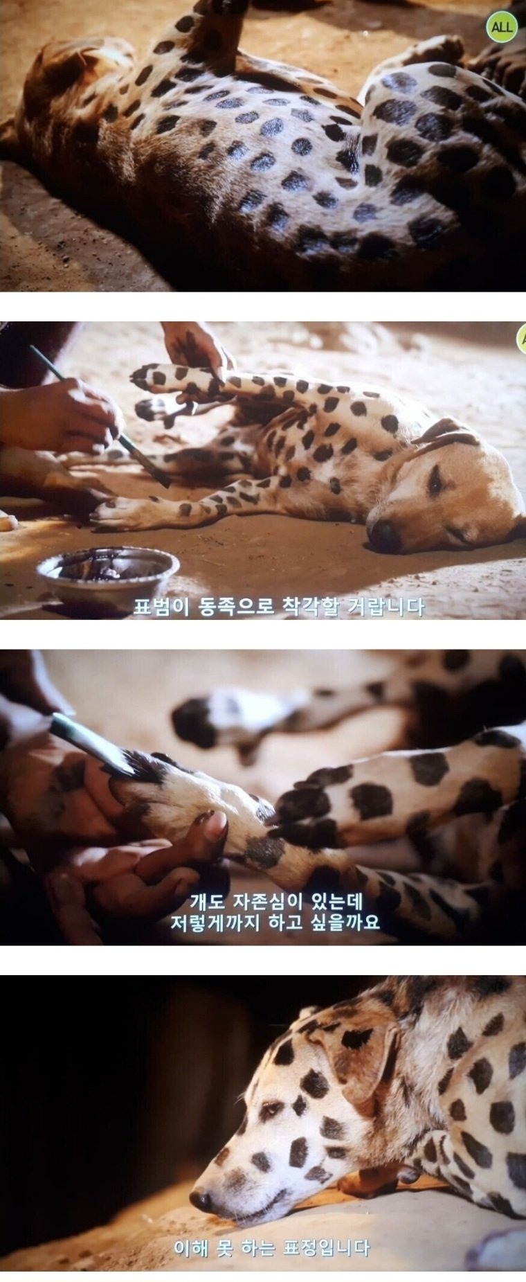 어느 아프리카 부족이 키우는 개를 지키는 방식