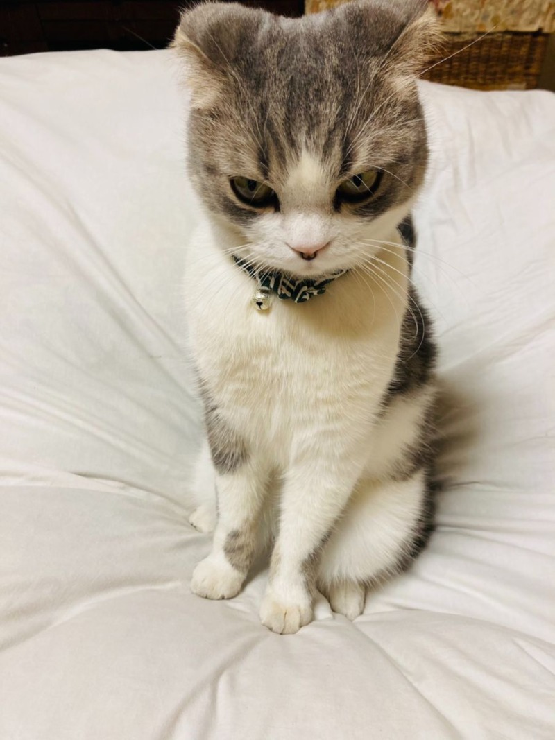 화난 고양이 시리즈 