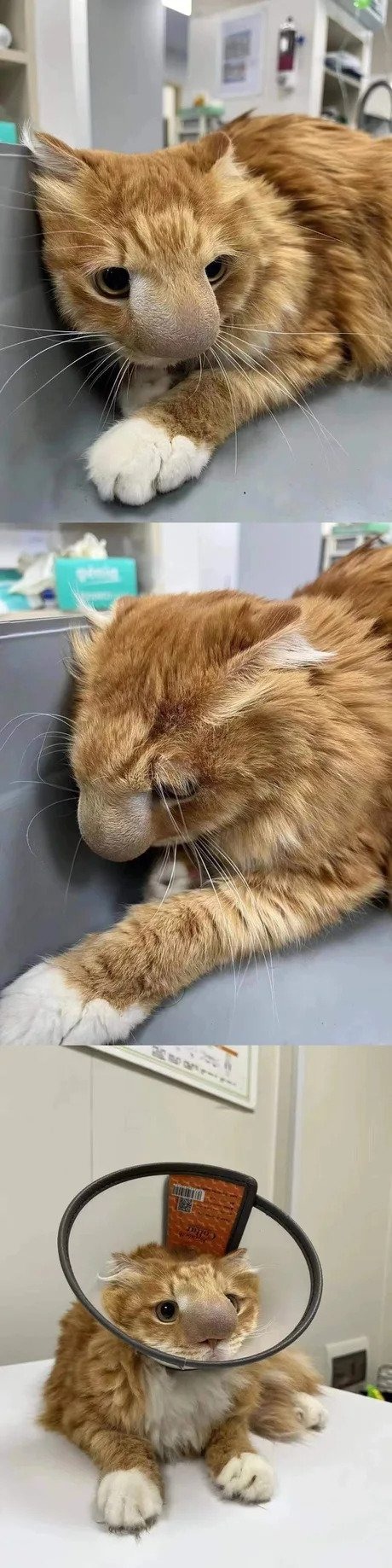 벌에 쏘인 고양이...
