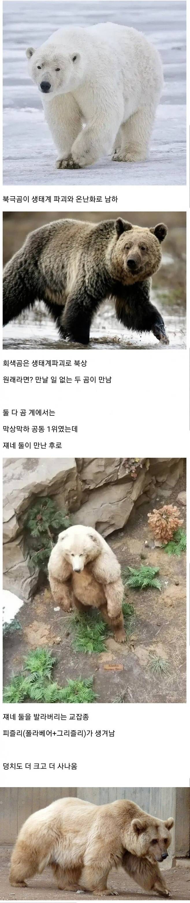 실제로 존재하는 합체 진화